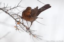 Amsel
